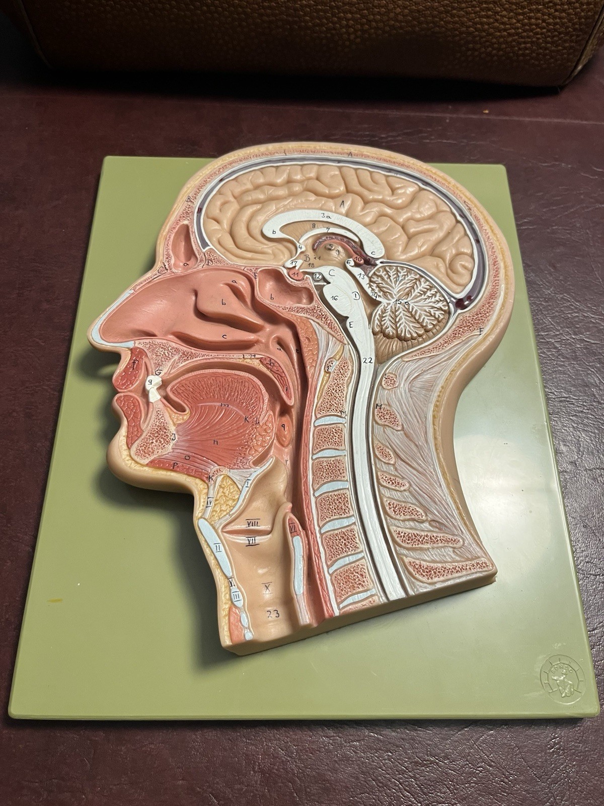 Vintage Model Of Human Head Cutaway SOMSO, Made In West Germany, Great Condition