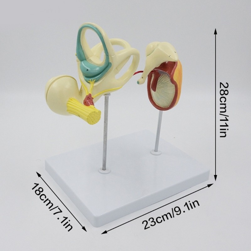 Human Ear Model Human Ear Anatomical Model Easy to Use Medicals Teaching Tool
