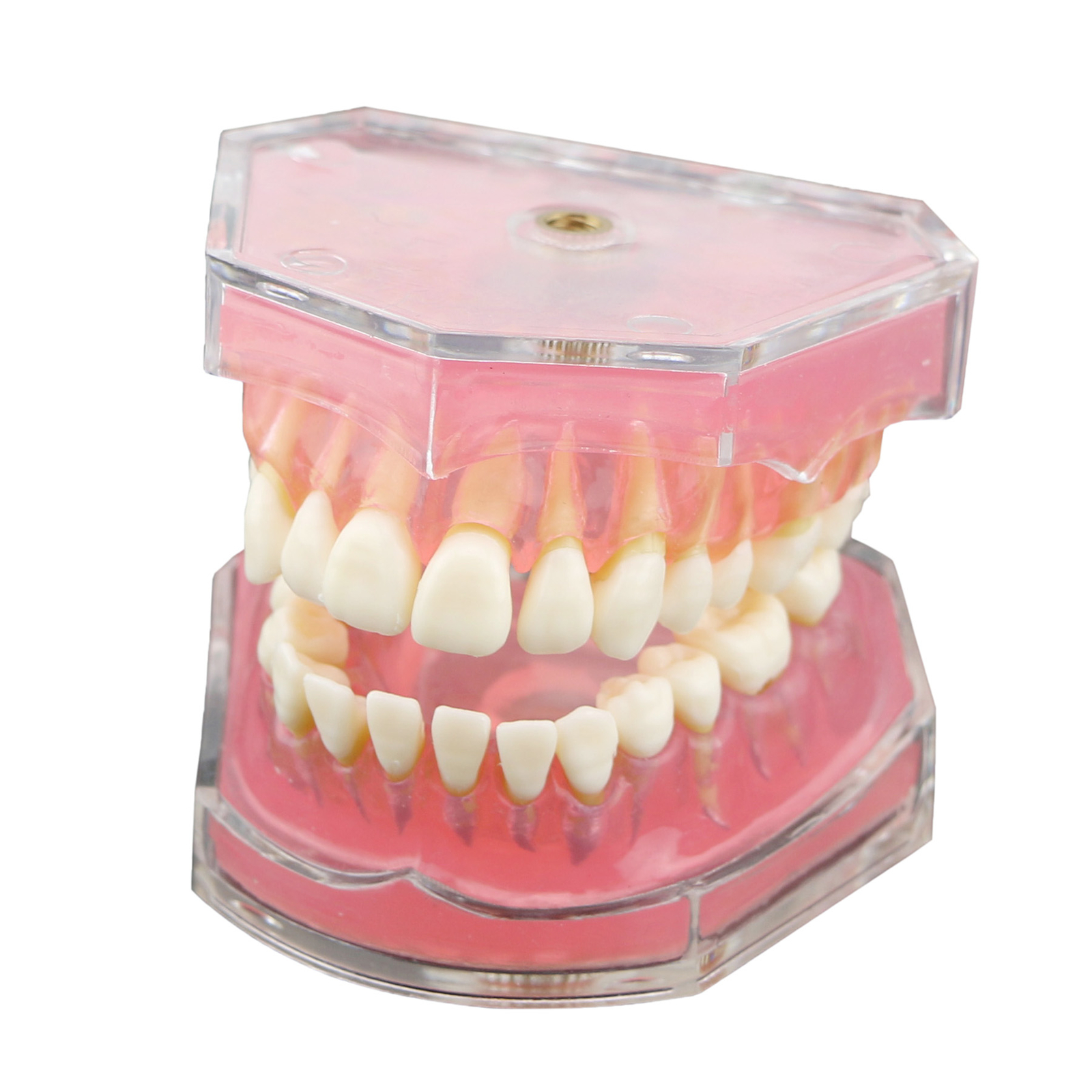 Dental Typodont Standard Teeth Model Study Teach Demo Soft Gum Removable Teeth