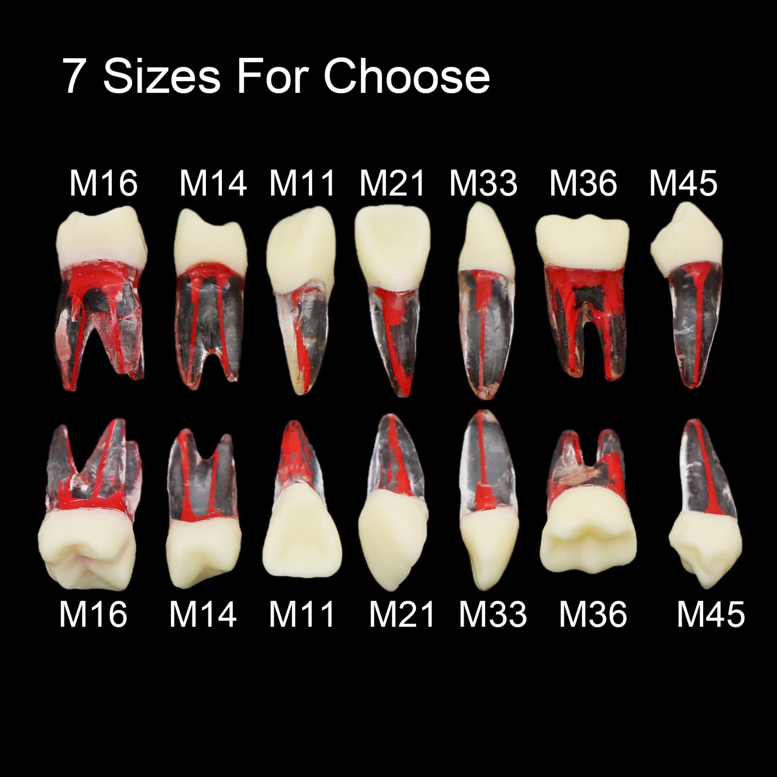 10Pcs Dental Root Canal Teeth Study Model Endodontic Rotary Files Practice Block