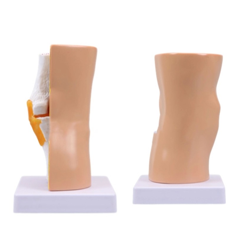 Human Knee Anatomy Model Teaching Model Human Knee Joint Model Easy to Use