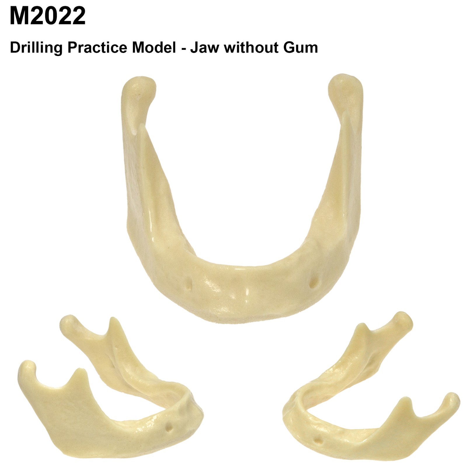 Dental Implant Jaw Bone Model For Practice Basic Drilling Insertion M2022/2023