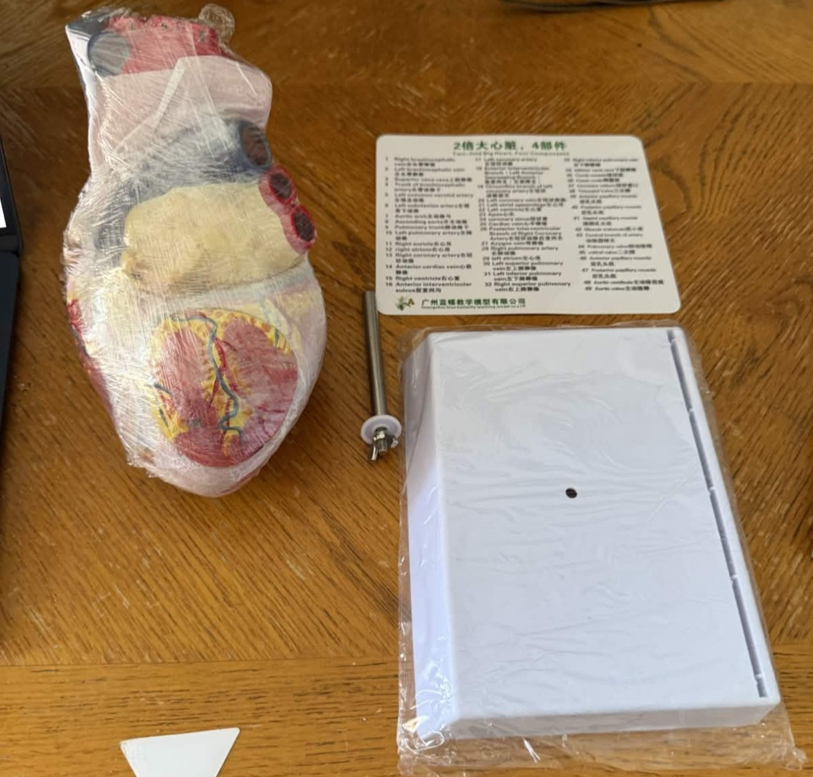 guangzhou blue butterfly teaching model co. LTD Advanced Human Heart 2X Size