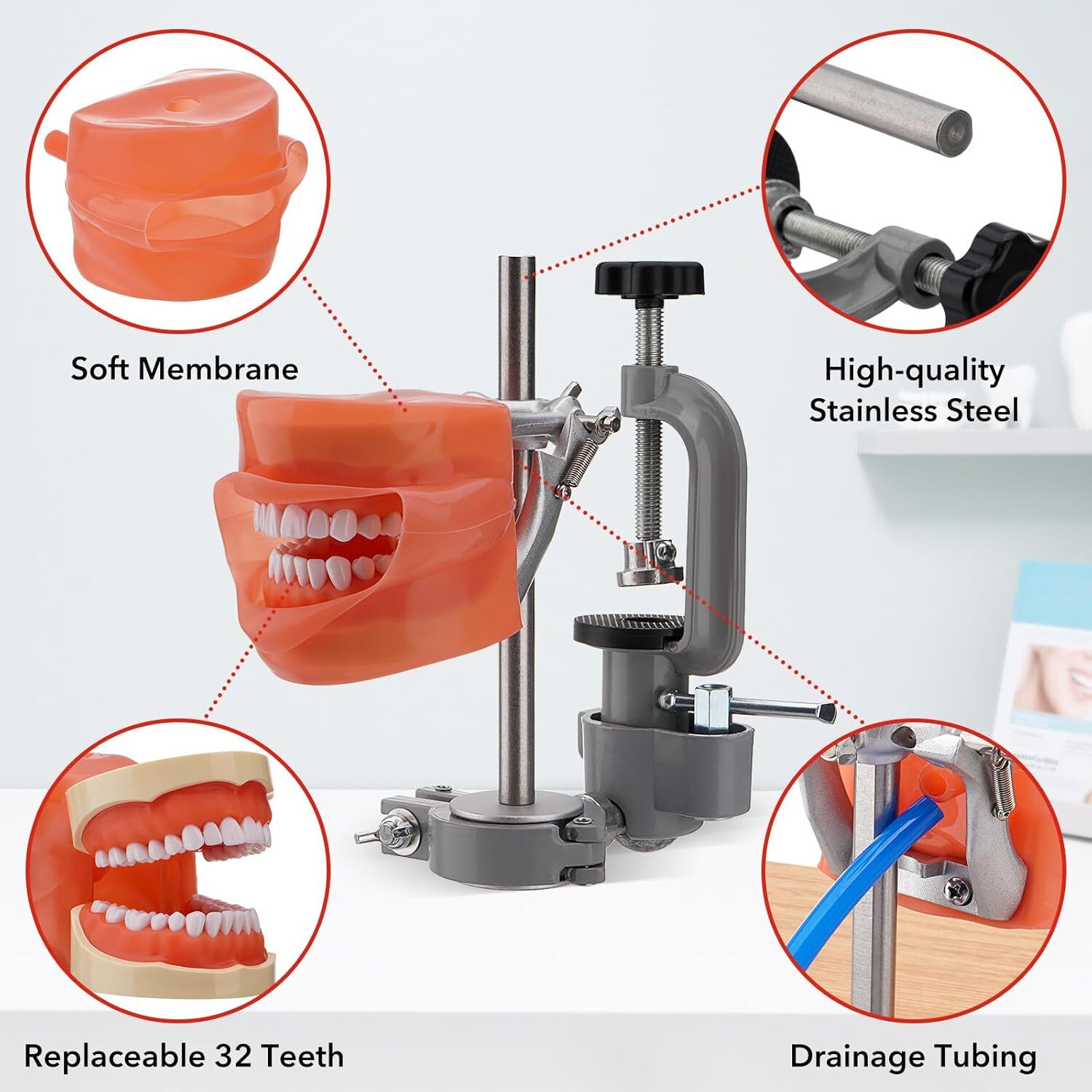 Dental Typodont Mounting Pole & 32 Removable Teeth Model Set – 360° Rotating USA
