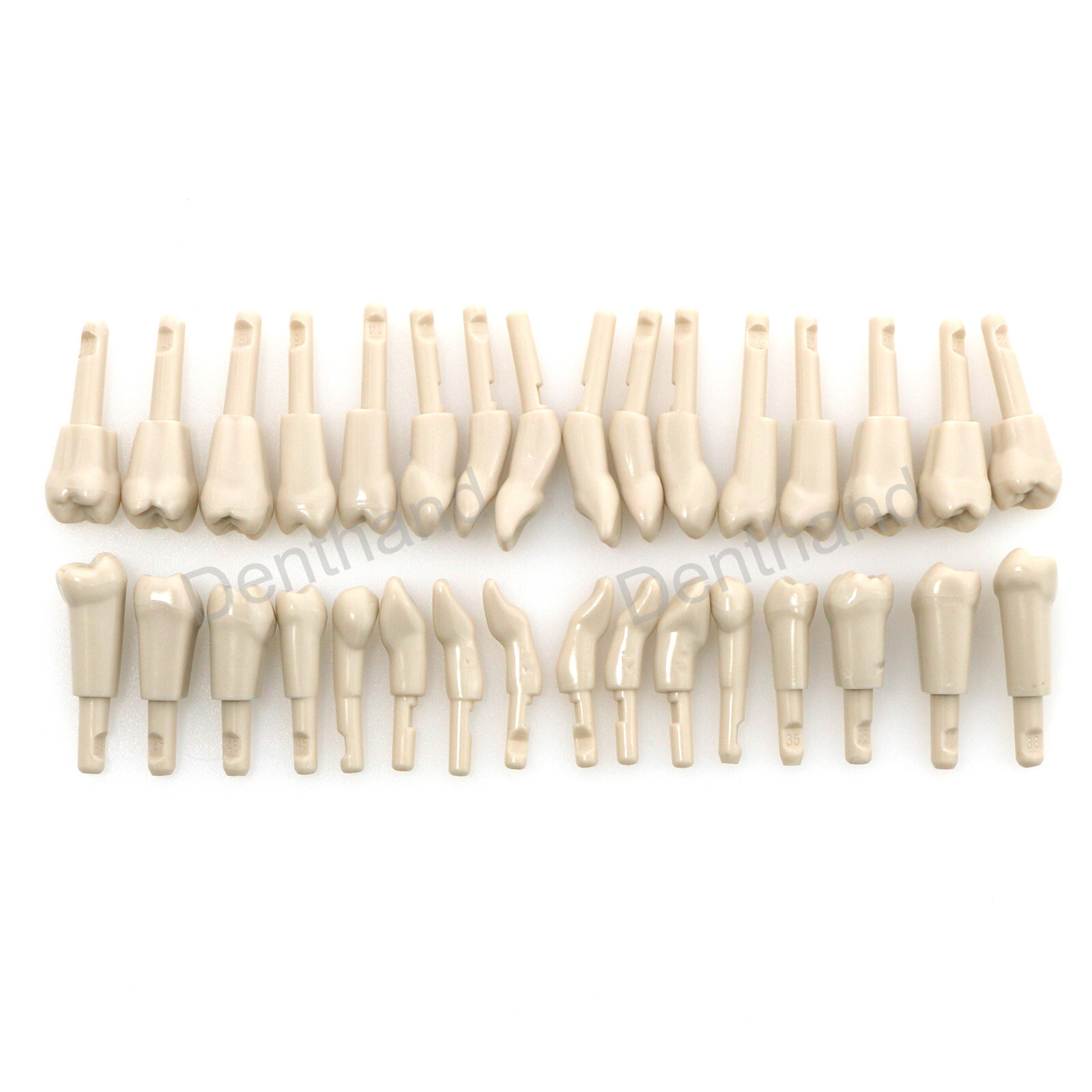 Dental Tooth Model for KaVo Basic 32Pcs Model Spare teeth Retention Mechanism