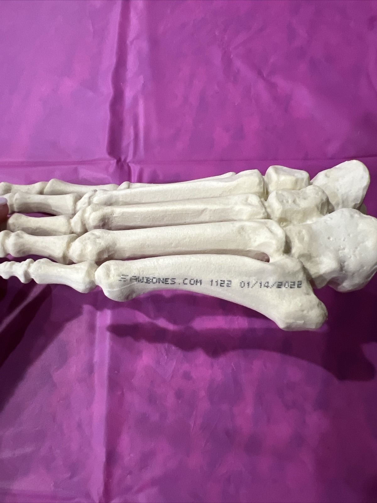 Business & Industrial / healthcare, Lab & Dental Supplies Anatomical Models
