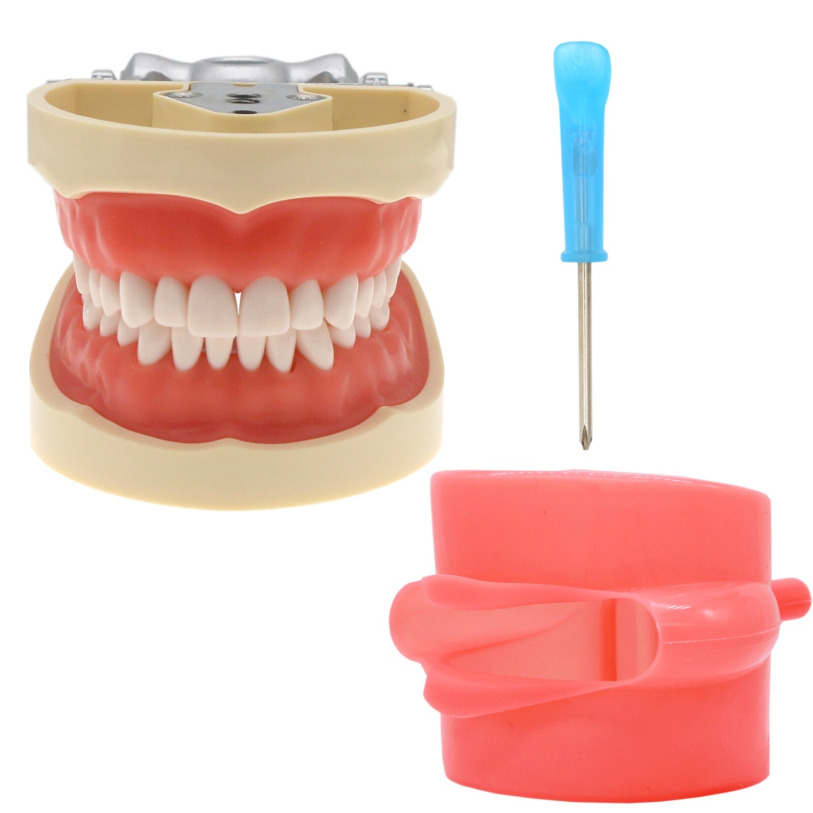 US Dental Typodont Modle, Fully Detachable Teeth,For Kilgore Nissin200, Columbia