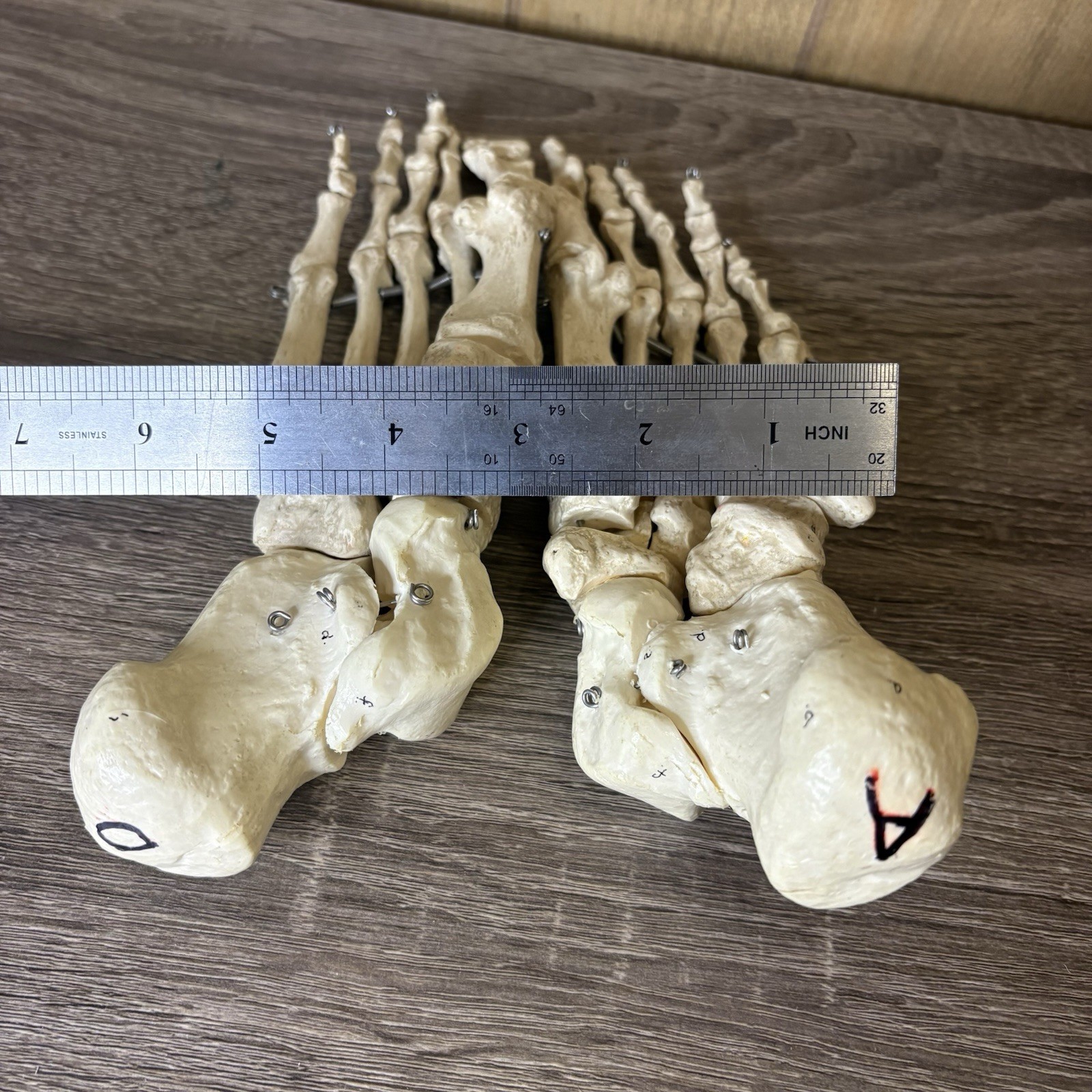 VTG Foot Feet Skeleton Anatomical Model Left Right Adult Podiatrist Med Student