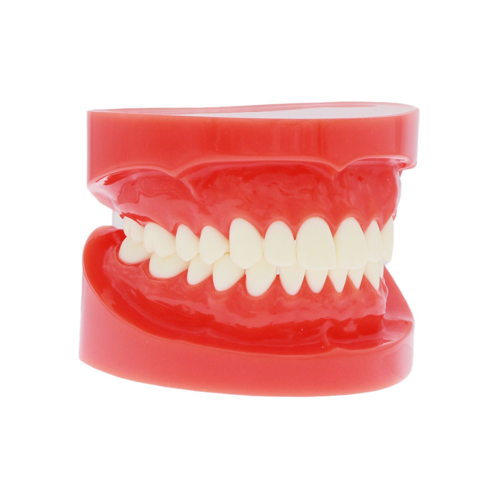 Dental Practice Ortho Typodont Teeth Model for Brushing Standard Teeth Model