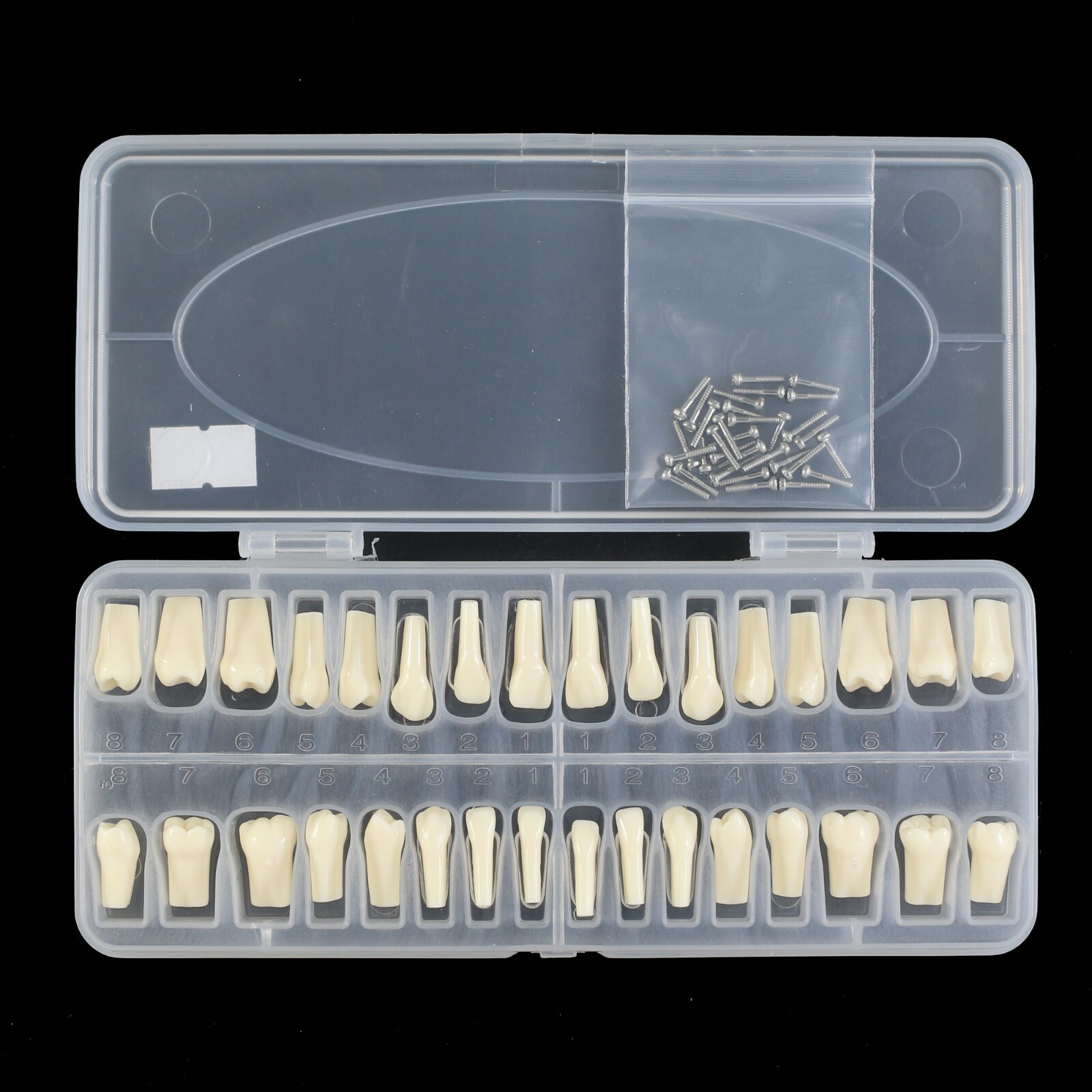 Dental Typodont Model Replacement 32PCS Teeth Mounting Pole Kilgore Nissin 200