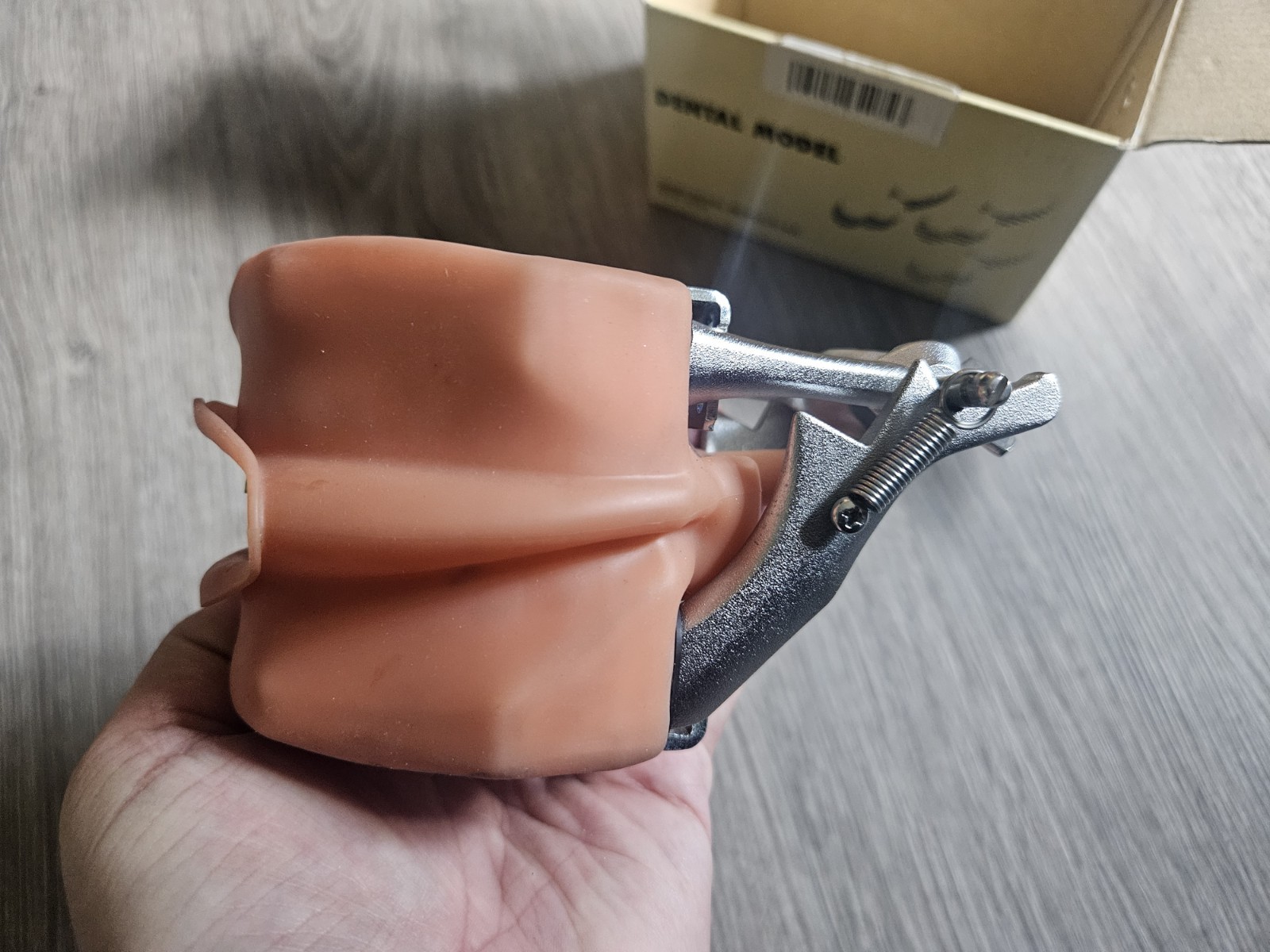 Nissin Dental Model – Kilgore International Inc. P15DP-TR.56C.1 GSD + B2-306