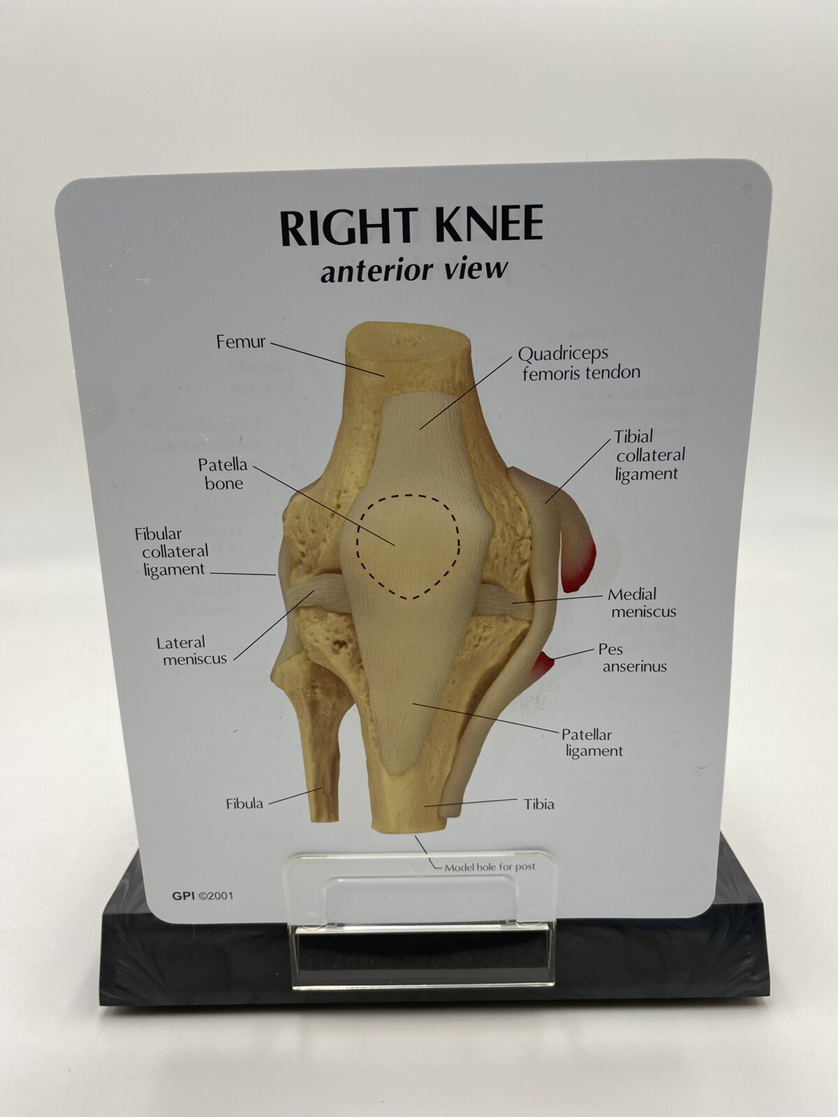 GPI Anatomical – GP1000 – Basic Knee Join Model