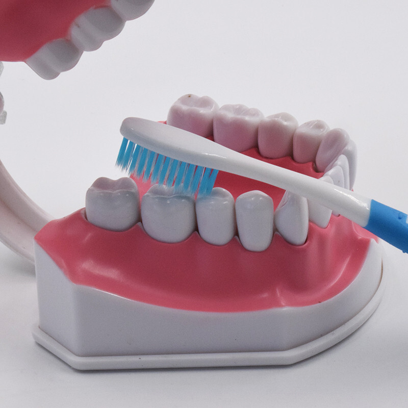 10Pcs Dental High Quality Study Teeth Model Colgate 2Times Large With Removable
