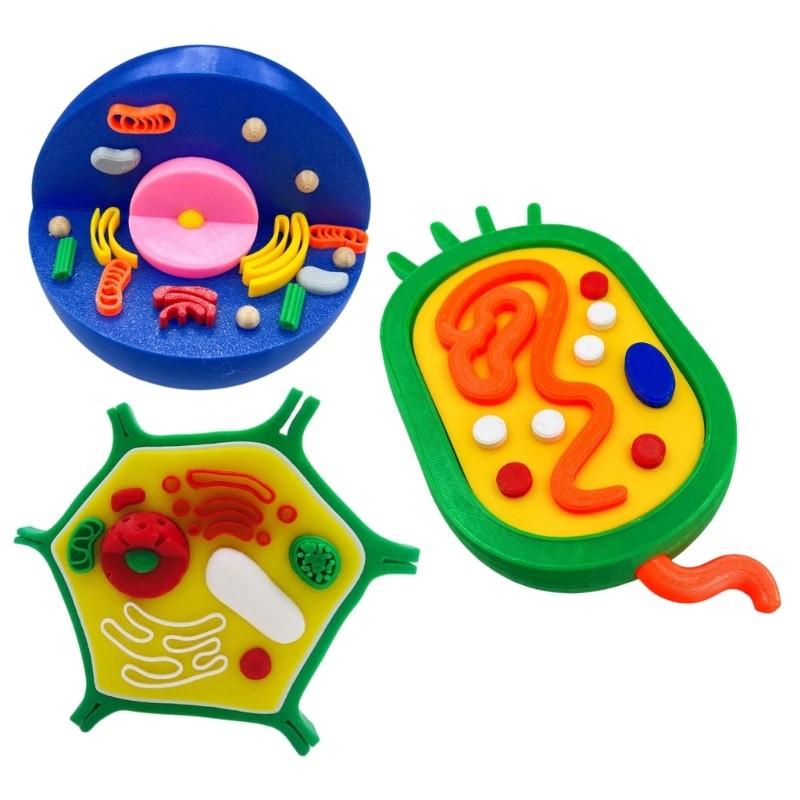 Educational Animal and Plant Cell Anatomy Model For Teaching Demonstration