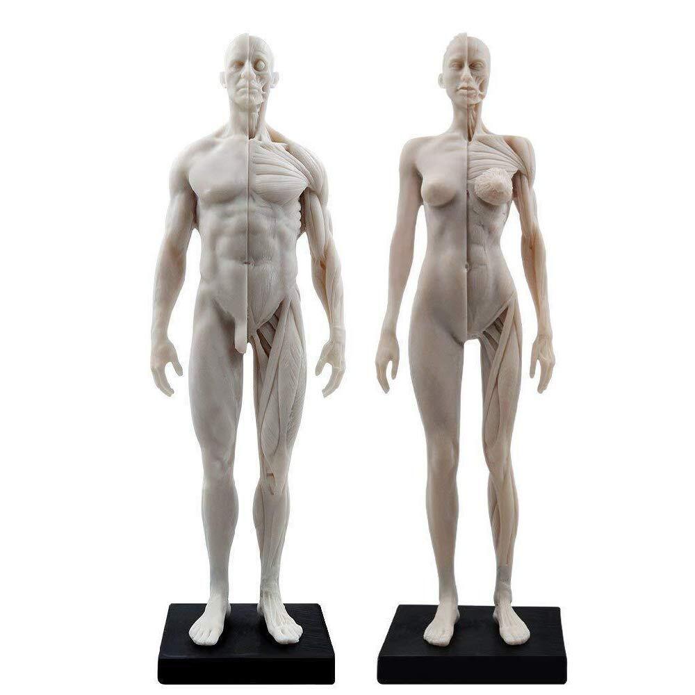 30CM Female/ Male White Anatomical Anatomy Skull Head Body Muscle Bone Model US