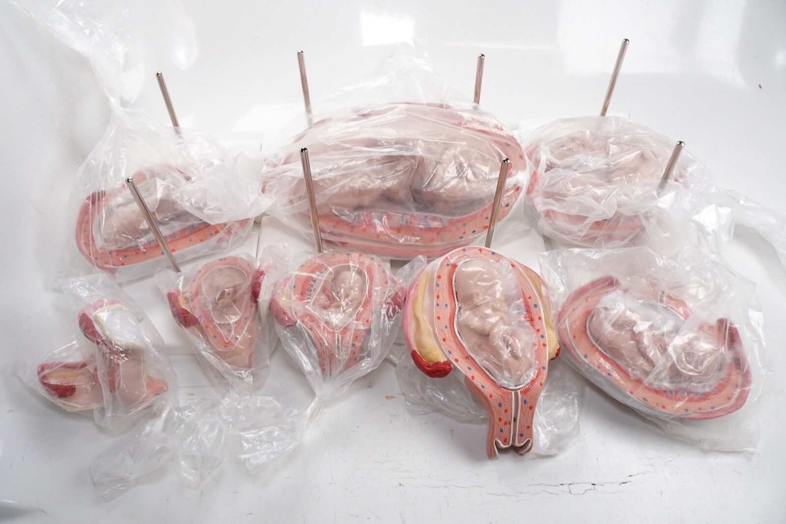 New Pregnancy Models Series 8 Individual Embryo & Fetus Models 3B Smart Anatomy