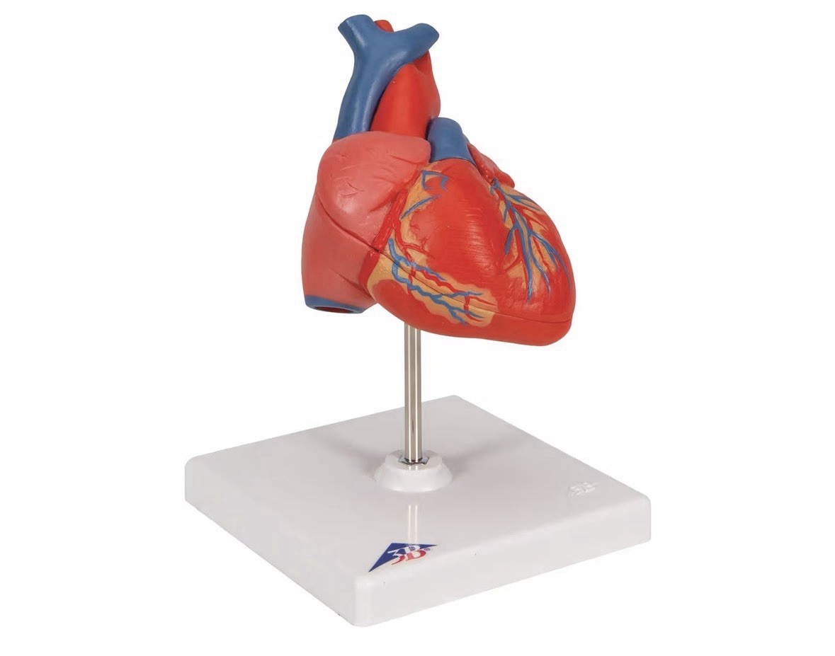 3B Scientific G08 Classic Human Heart Model, 2 Part Anatomical Model