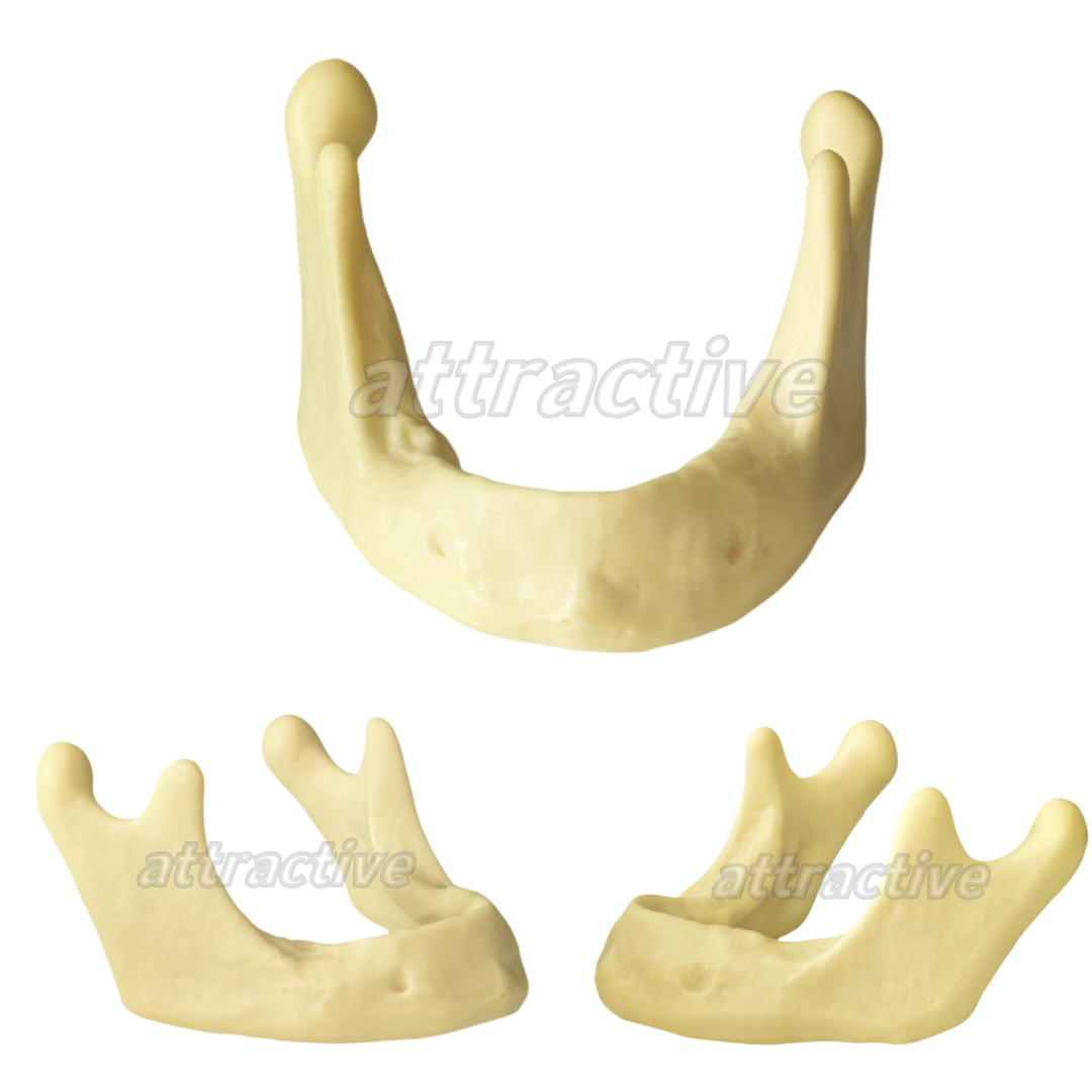 Dental Implant Mandible Jaw Model for Basic Drilling Insertion Practice M2022