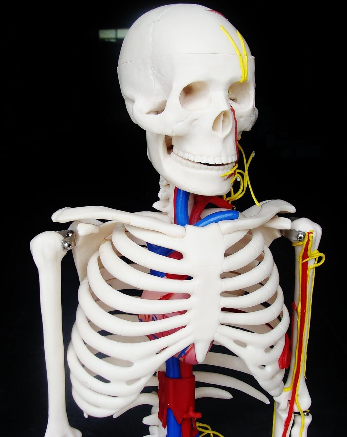 Anatomy Model Skeleton With Nerves & Blood Vessels 33,5″ / 85 cm ARTMED