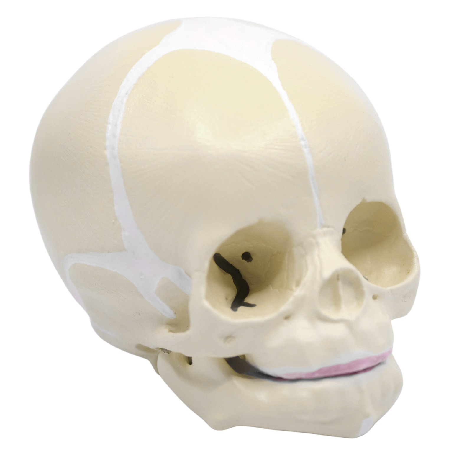Eisco Labs Infant Skull, Human Anatomical Model – Articulated Mandible