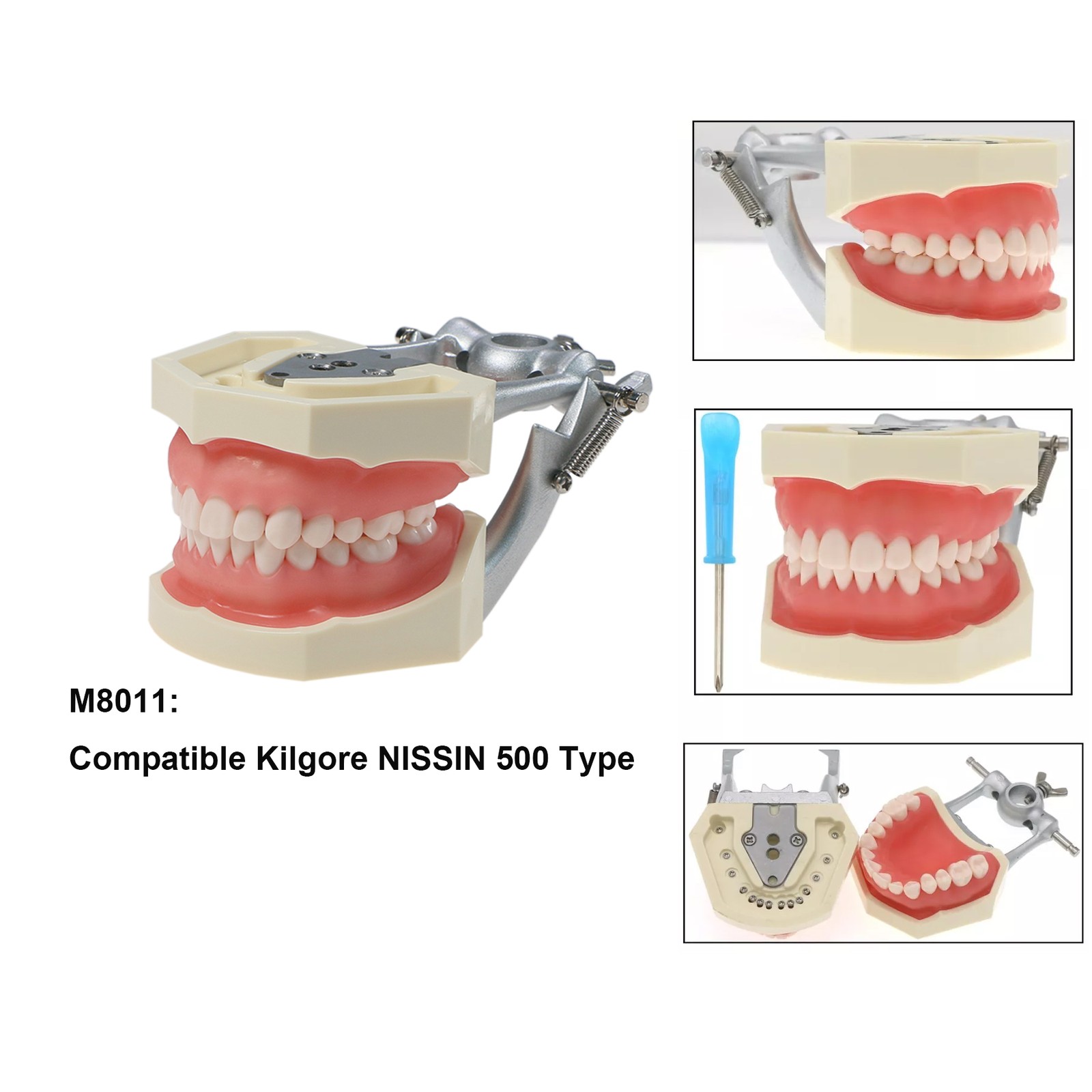 Multi-Type Dental Teaching Typodont Model Ortho/Implant/Pathology Practice Demo