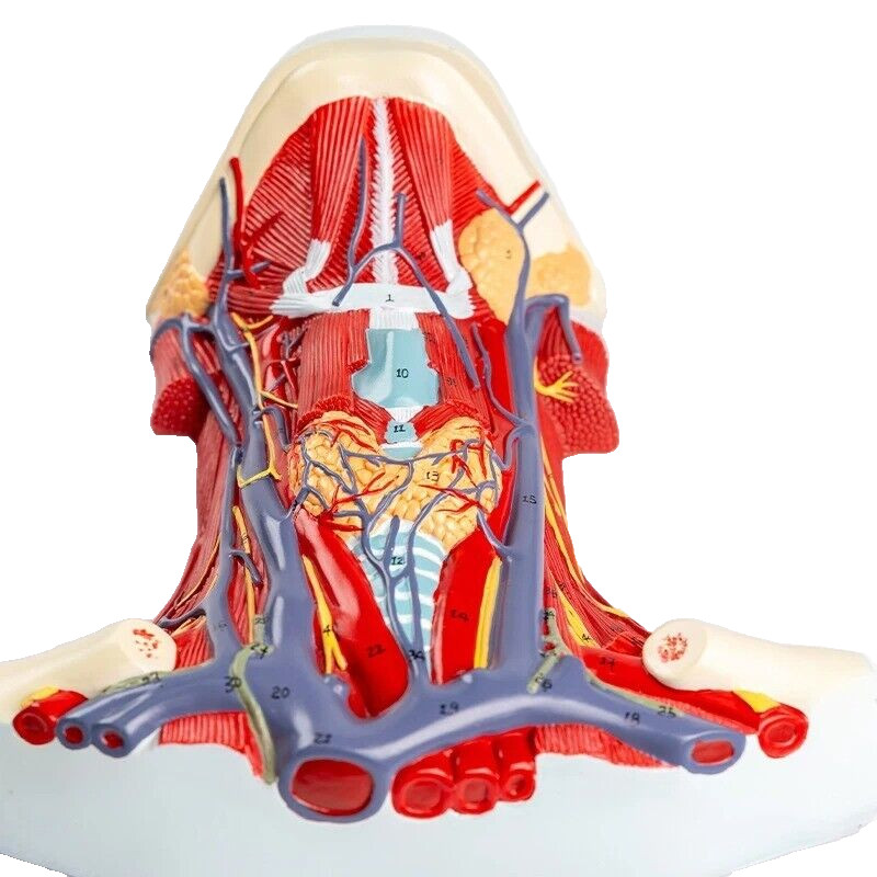 Human Organ Anatomy Model Arteriovenous Neck Cervical Anterior Muscle Anatomy