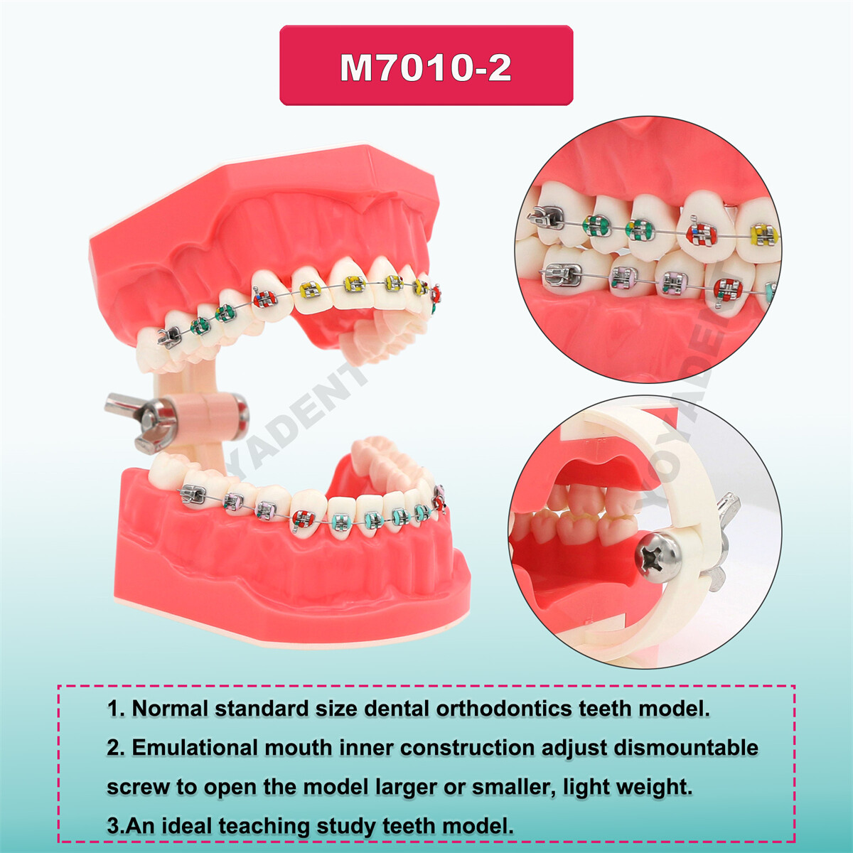 US Dental Typodont Teeth Model Ortho Overdenture Implant Practice Teaching Demo