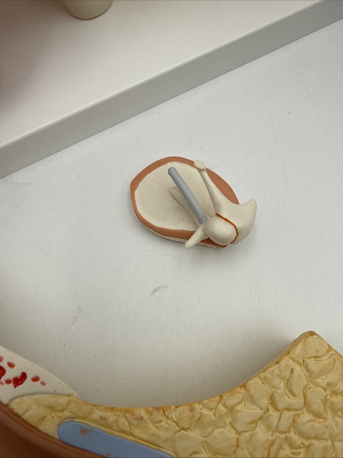 3B Scientific E11 Human Ear Model, 3 times Life-Size, 6 part