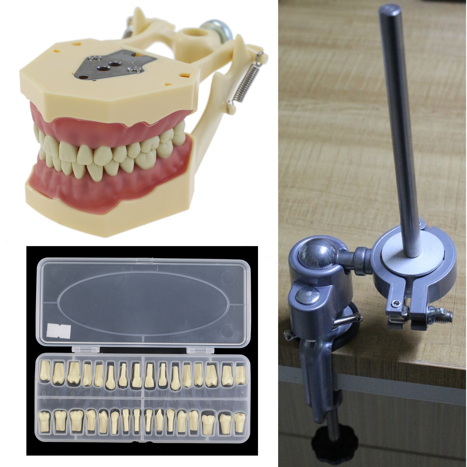 Frasaco AG3 Dental Typodont Model Mounting Pole 32PCS Teeth Replacement Screw-in