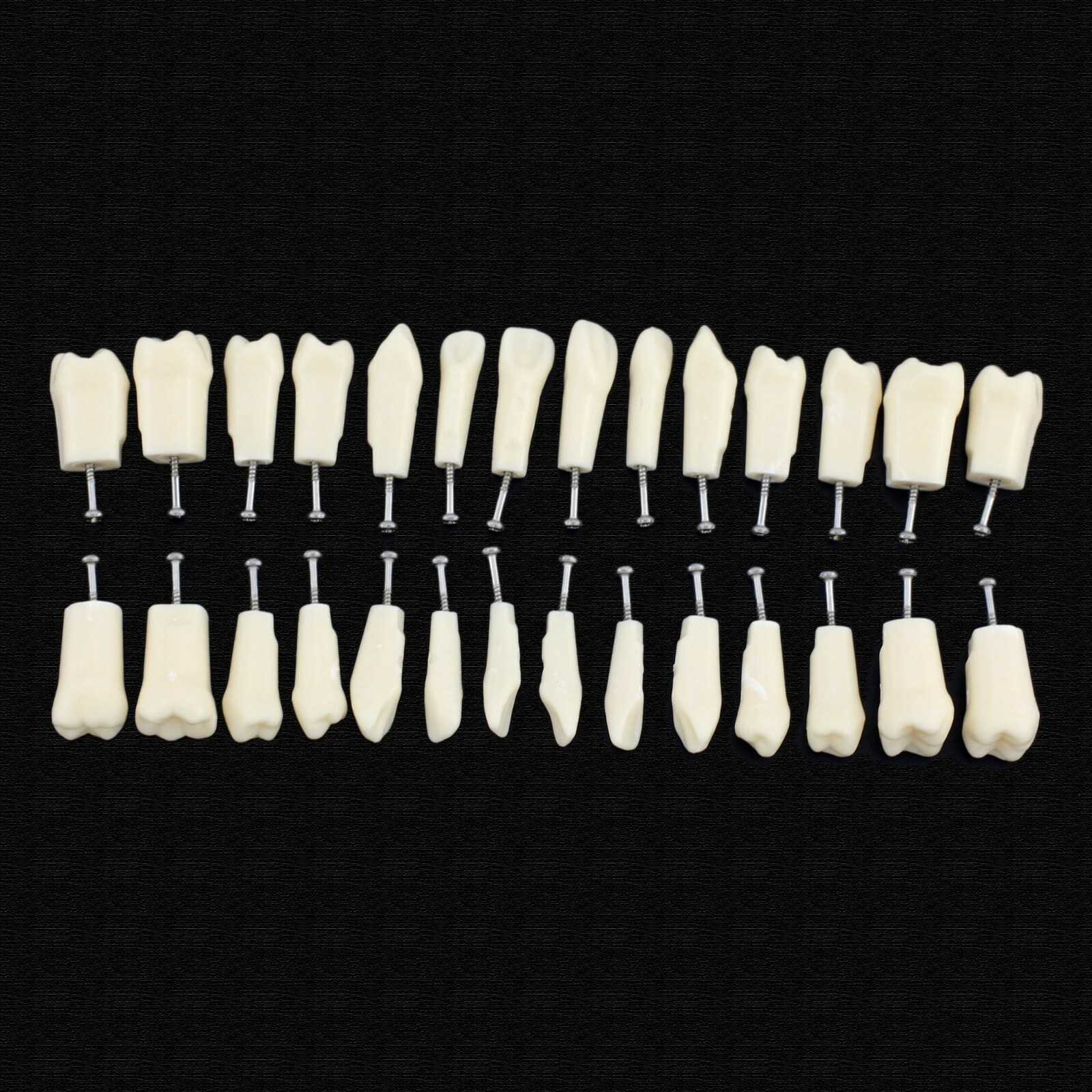 Dental Typodont Teeth Replacement Set of 28 Teeth Kilgore Nissin 200 Fit
