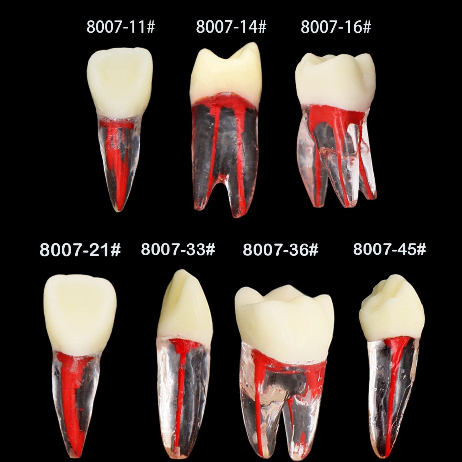 10Pcs Dental Root Canal Teeth Study Model Endodontic Rotary Files Practice Block