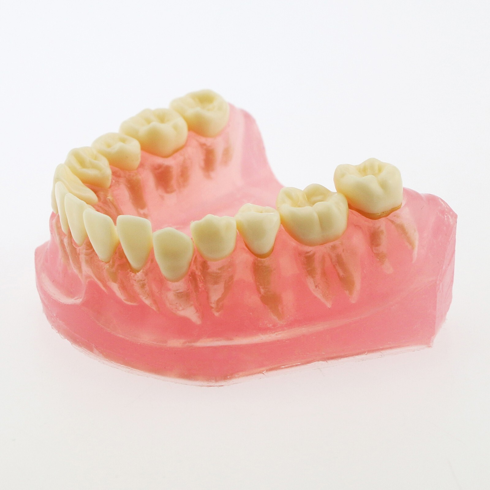 Dental Typodont Practice Standard Implant Teeth Model Removable Teeth and Cheek
