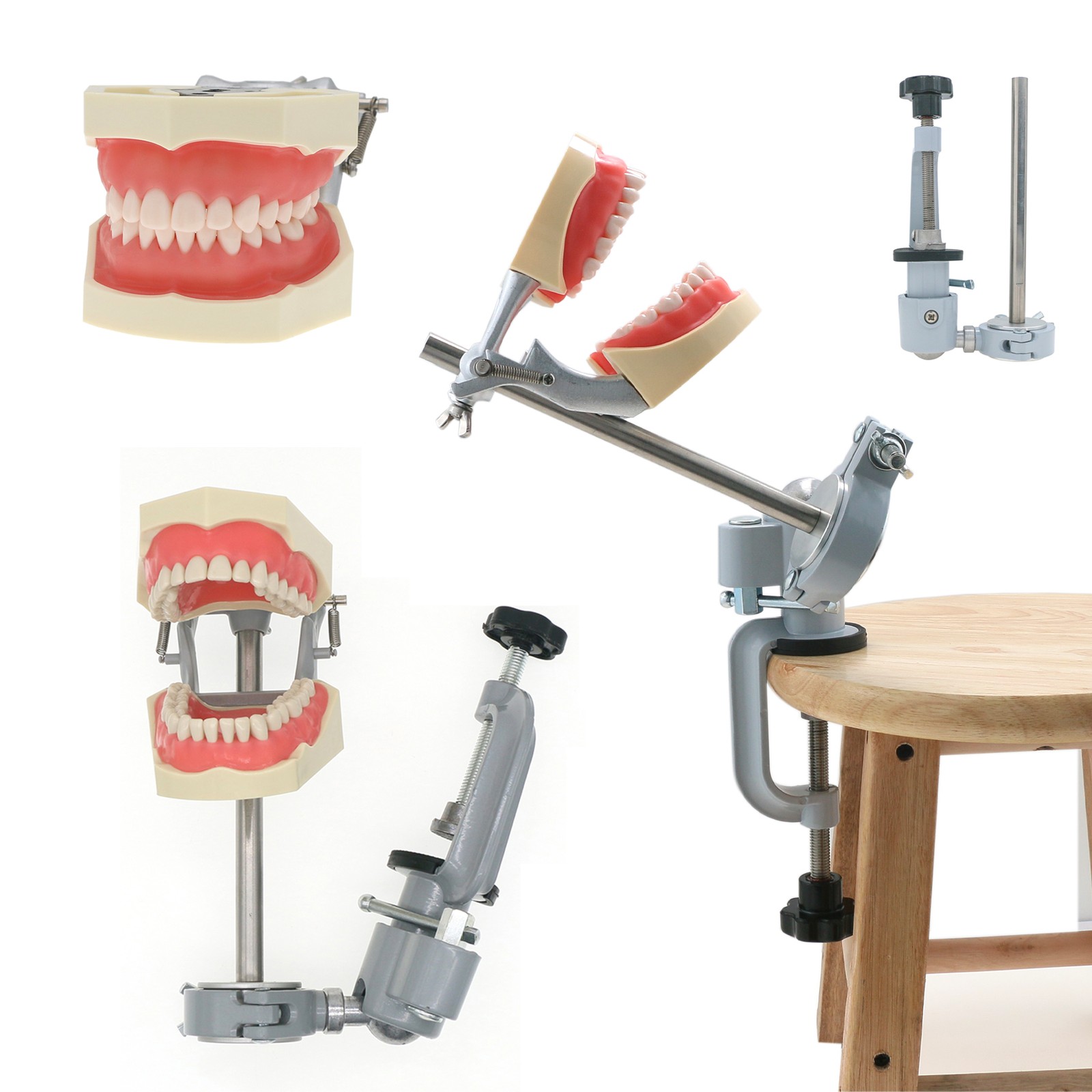 Multi-Type Dental Teaching Typodont Model Ortho/Implant/Pathology Practice Demo
