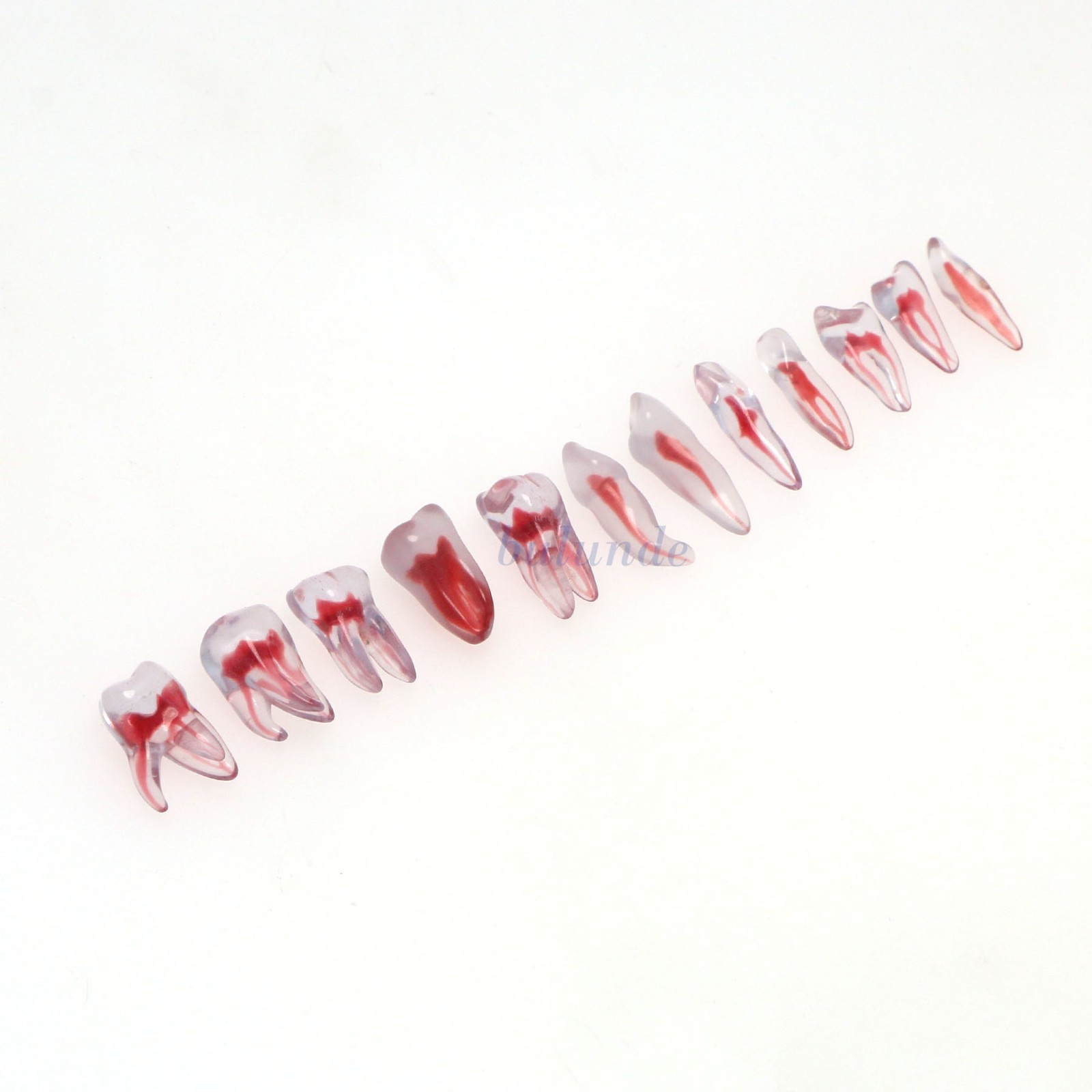 Dental Training 3D RCT Endo Tooth Model Practice Model Curved Root Resin Teeth