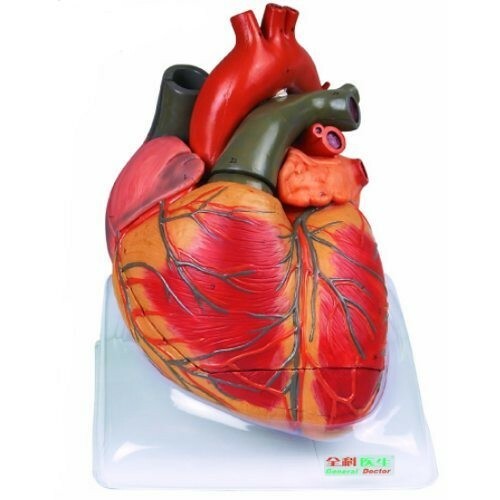 Human Heart Anatomical Model (Made In India)