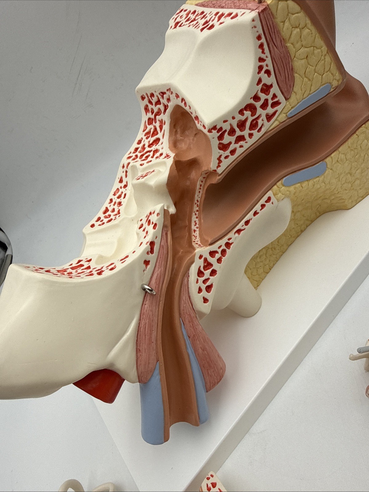 3B Scientific E11 Human Ear Model, 3 times Life-Size, 6 part