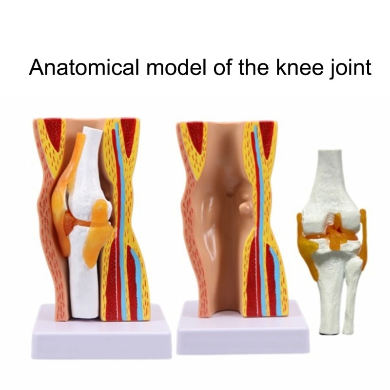 Human Knee Anatomy Model Teaching Model Human Knee Joint Model Easy to Use