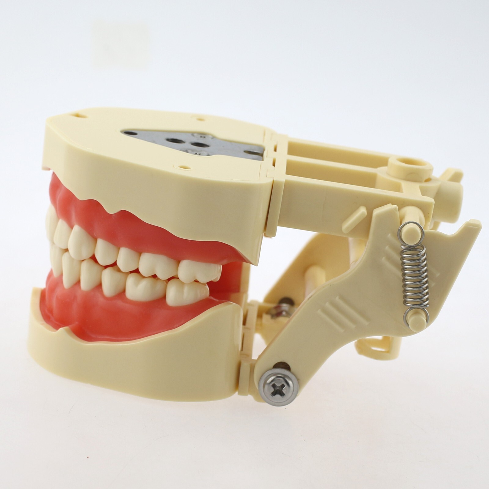 Dental Typodont Training Model Columbia Kilgore Nissin Mounting Pole 28 32 Teeth