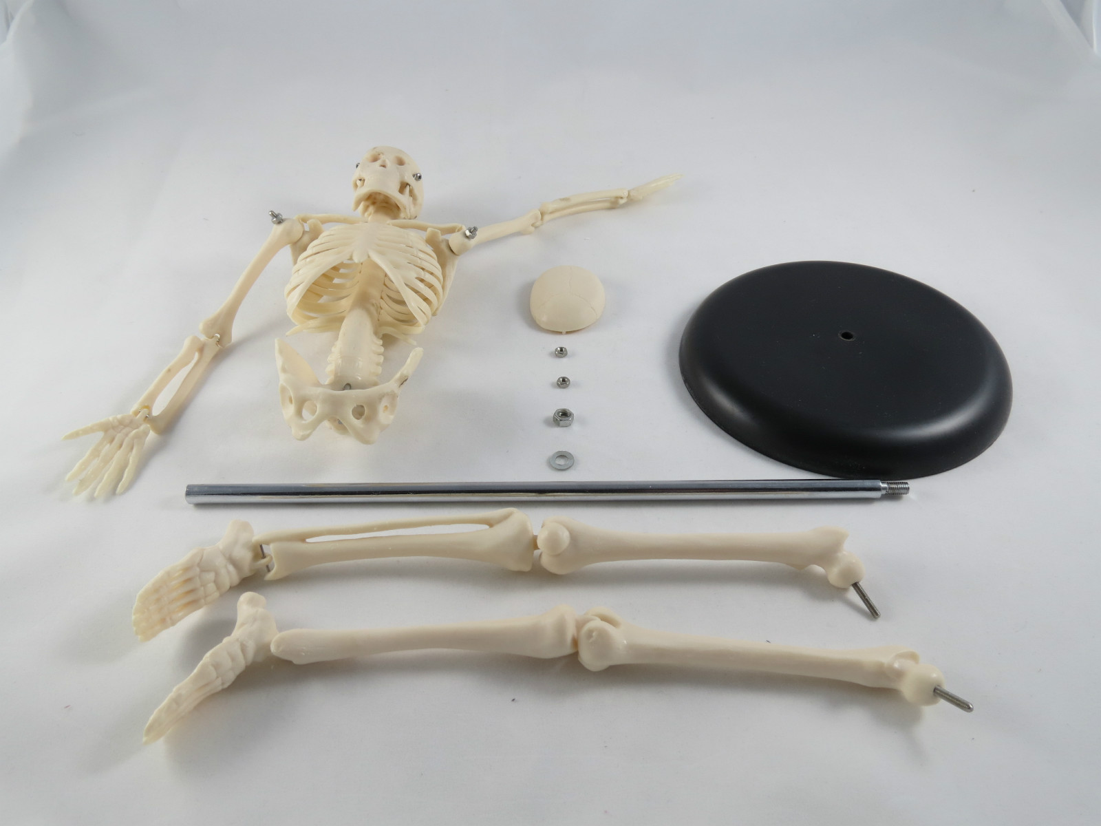 Anatomy Model | Miniature Skeleton | 42 cm / 17 ” | IT-005 | ARTMED
