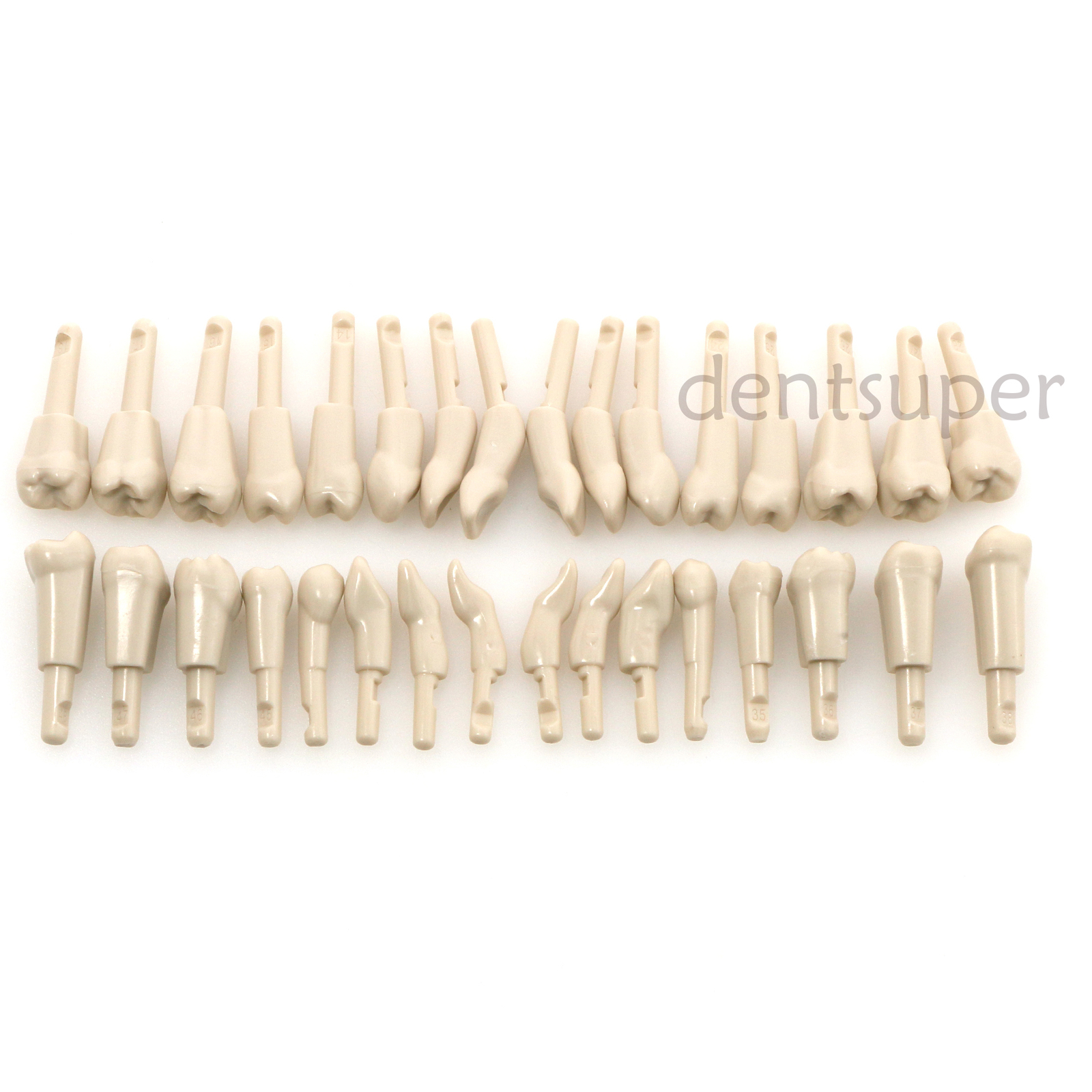 Dental 32 Pcs Tooth Model fit for KaVo Basic Model Teeth Retention Mechanism