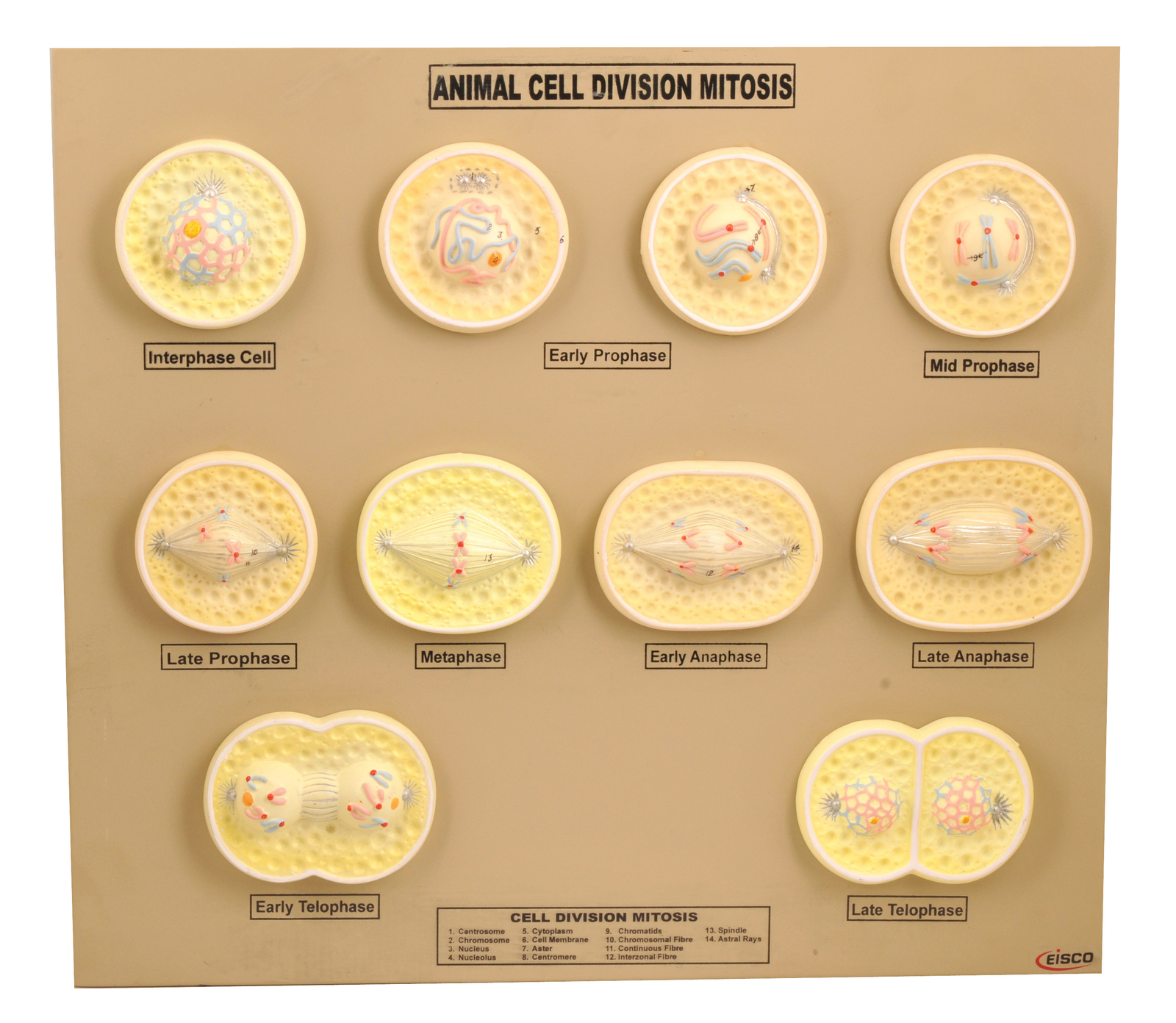 Eisco Labs Animal Cell Mitosis Model
