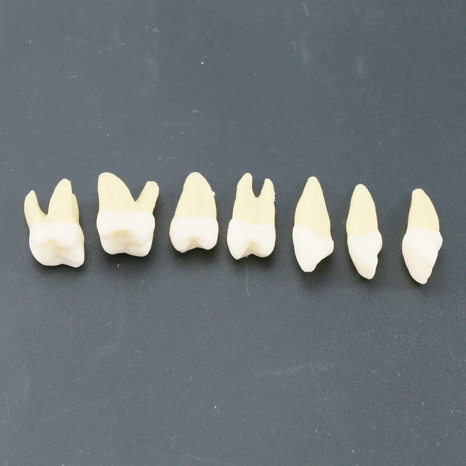 Dental Typodont Standard Removable Teeth Model Soft Gum Simulation Cheek 28 Pcs