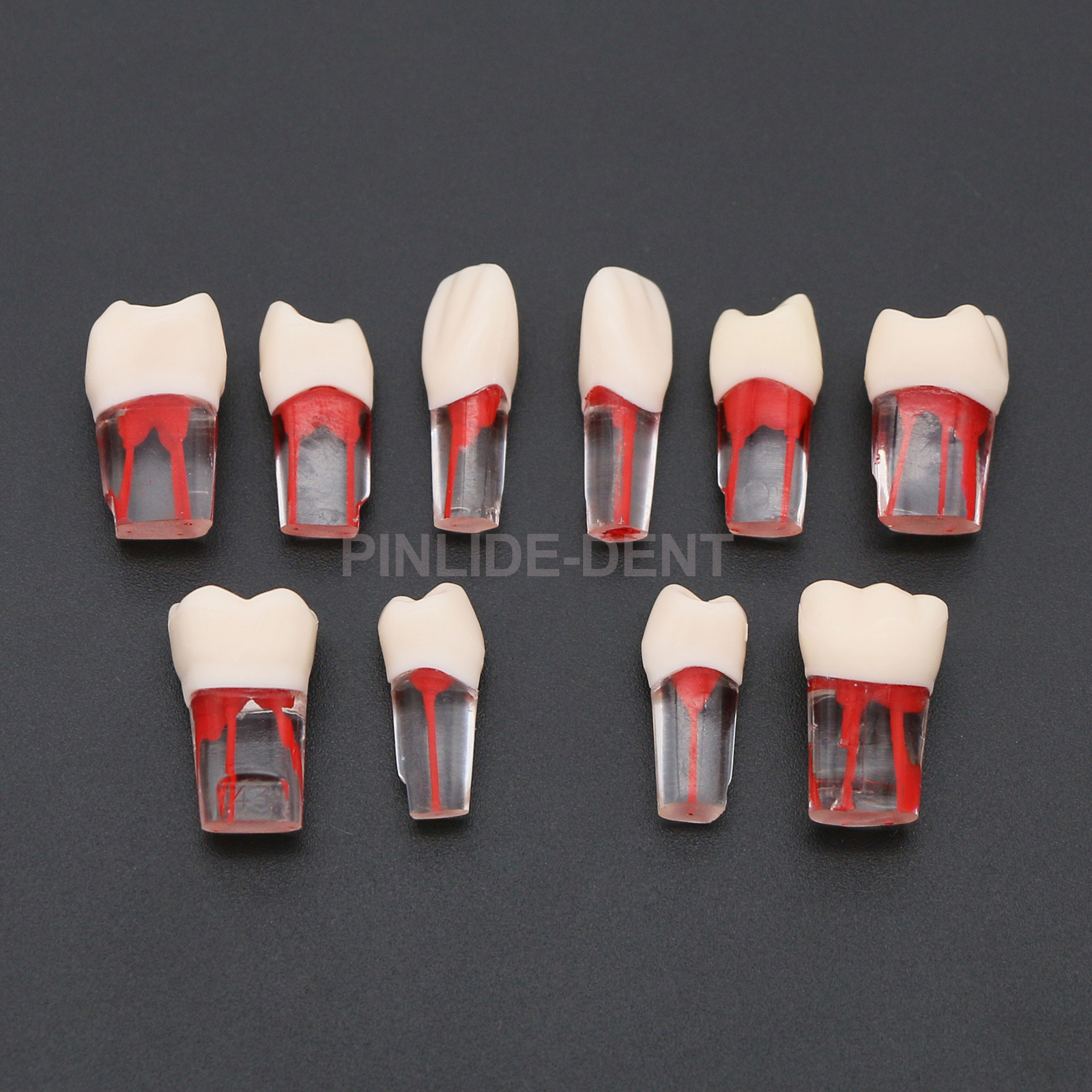 10PCS Kilgore Nissin Type Dental Endo Root canal Practise Typodont Teeth Model