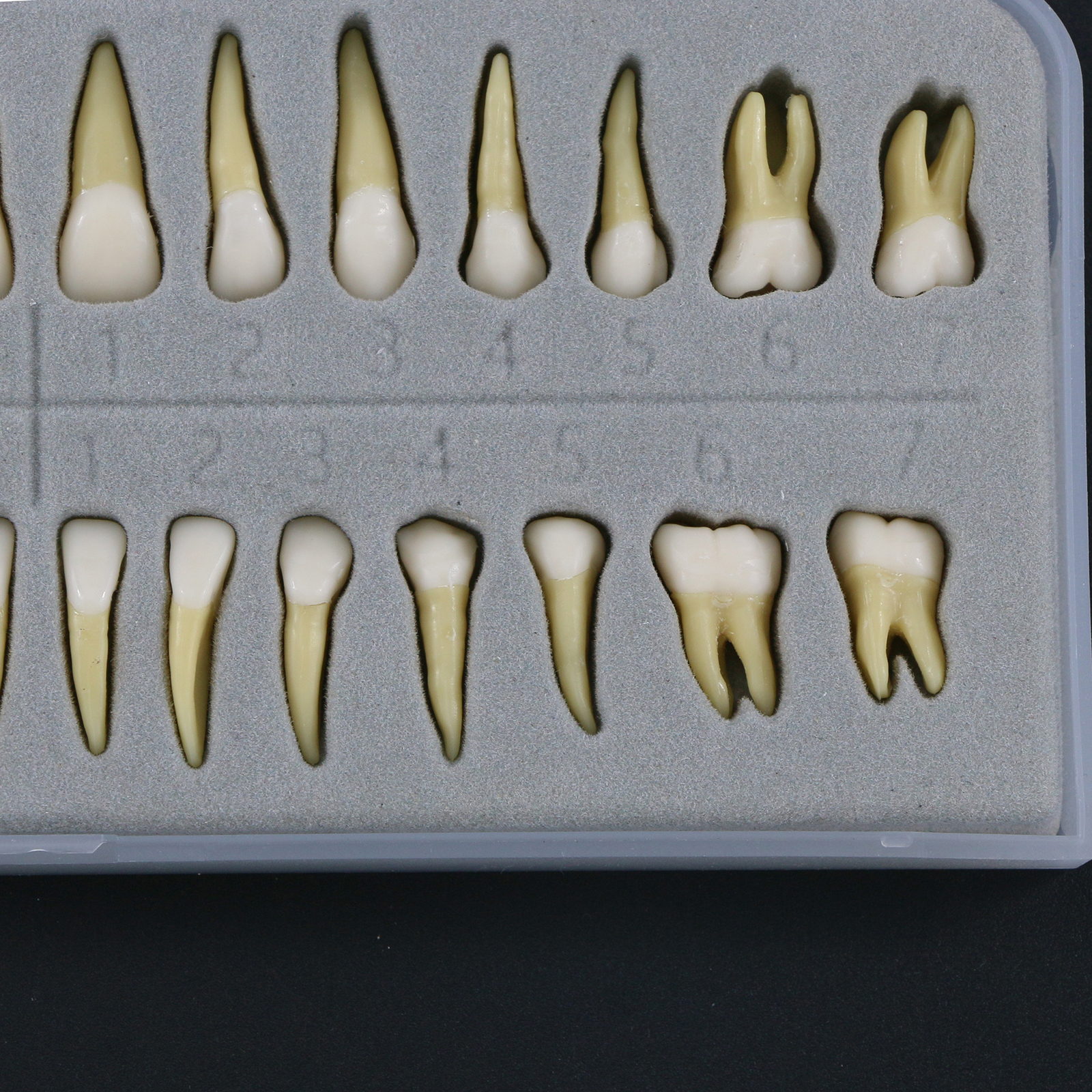 Dental Typodont Teeth Model Study Teach Demo Soft Gum Removable Teeth Standard