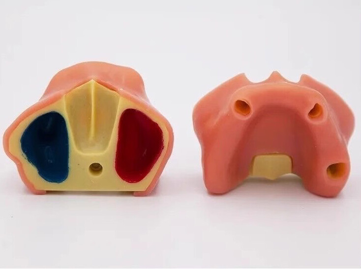 Dental Maxillary Sinus Lift Model Typodont Practice Model TYPE A/B