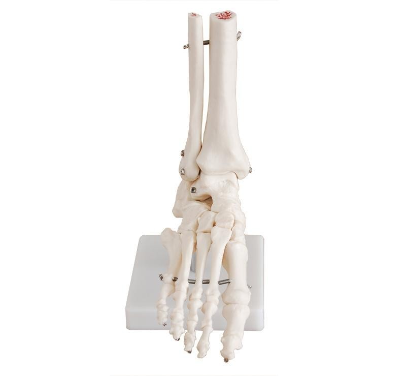 Ajanta Export Human Foot Joint Anatomy Model