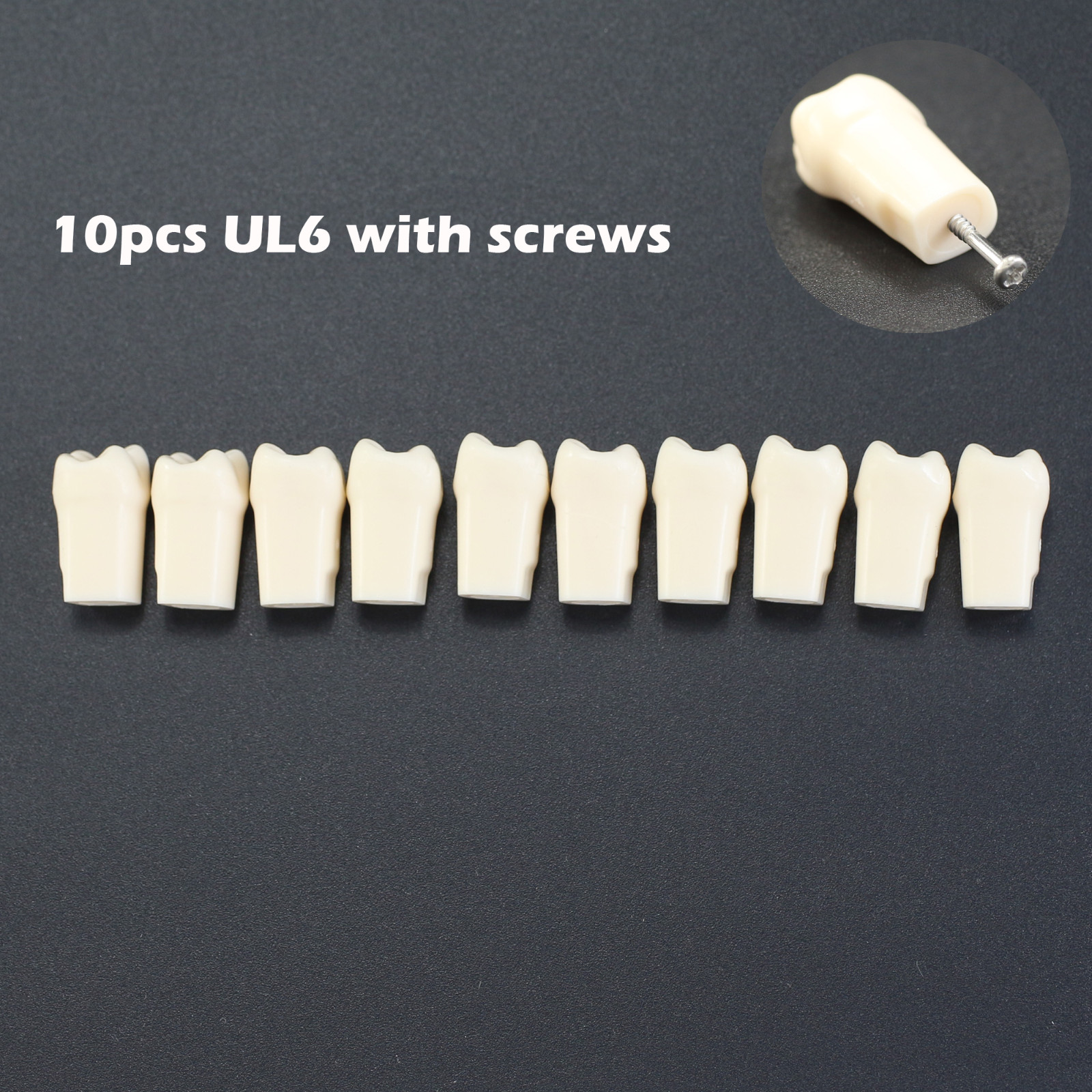 Dental Typodont Teeth Model Replacement Individual Screws Fit Kilgore Nissin 200