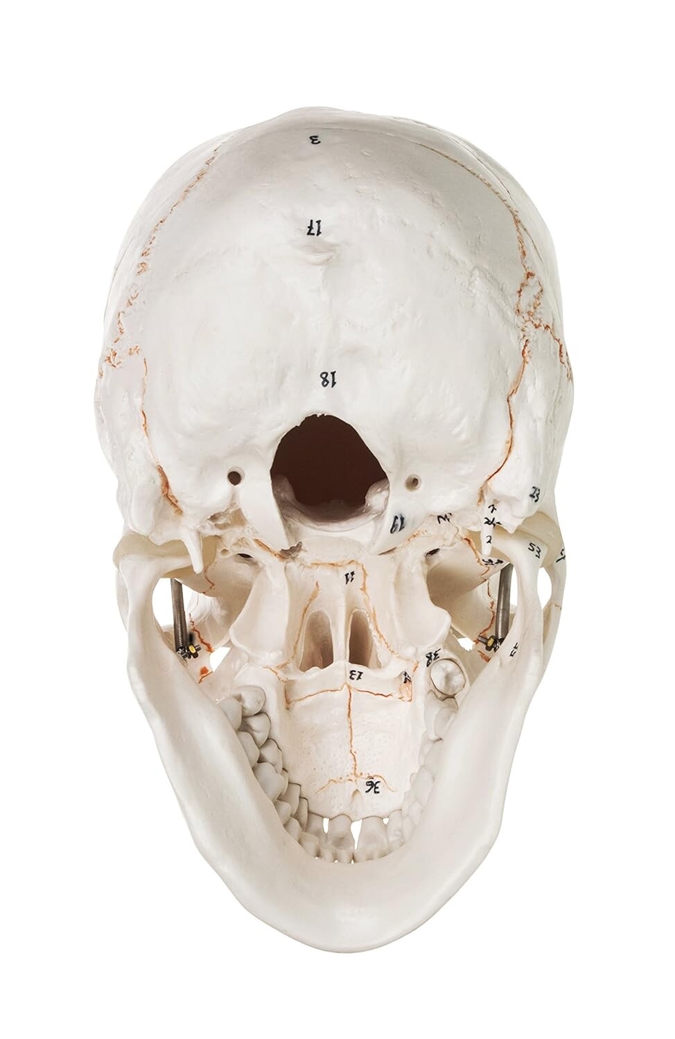 Branded Anatomical Human Skull Model off white Skeleton Anatomy Medical Study