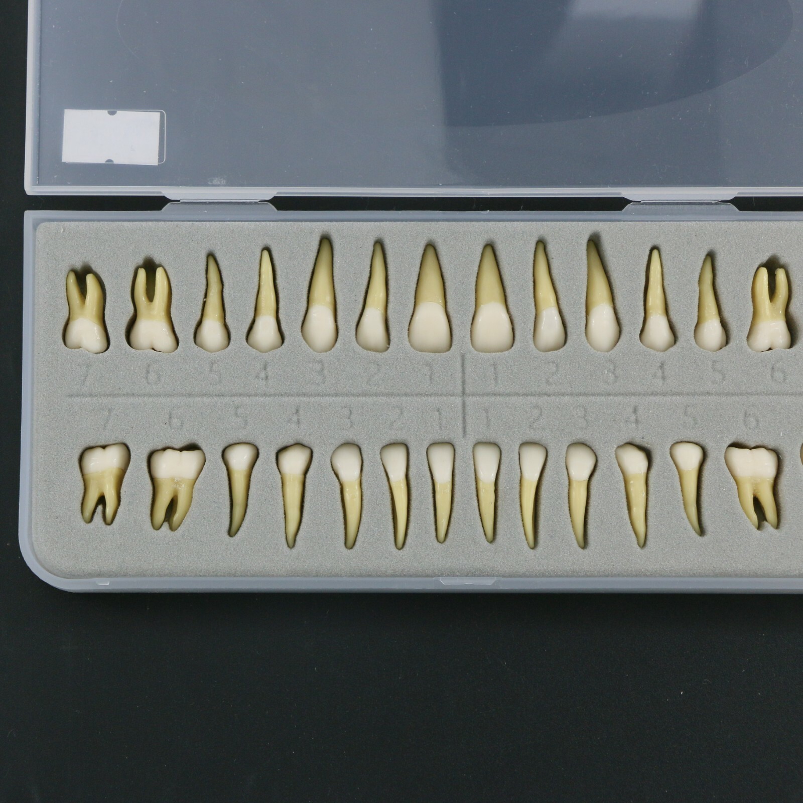 Dental 1:1 Permanent Teeth Demonstration Teach Study Model with 28Pcs Teeth