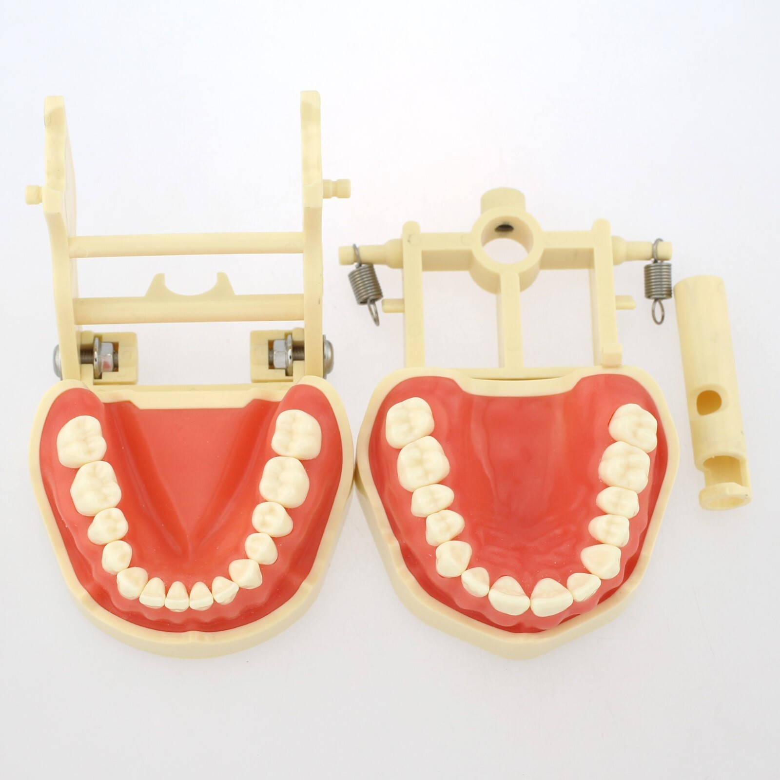 Dental Typodont Training Model Columbia Kilgore Nissin Mounting Pole 28 32 Teeth